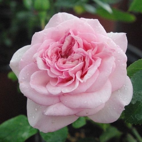 E-commerce, vendita, rose, in, vaso rose nostalgiche - rosa - Rosa Diadal™ - rosa dal profumo discreto - - - Molto bella, nobile, rosa chiaro, con fiori raggruppati, perfetta per aiuole e bordure rosa.
